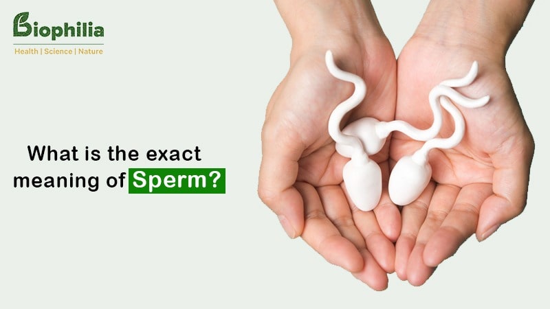 Sperm Meaning Sperm Meaning in Hindi Biophilia